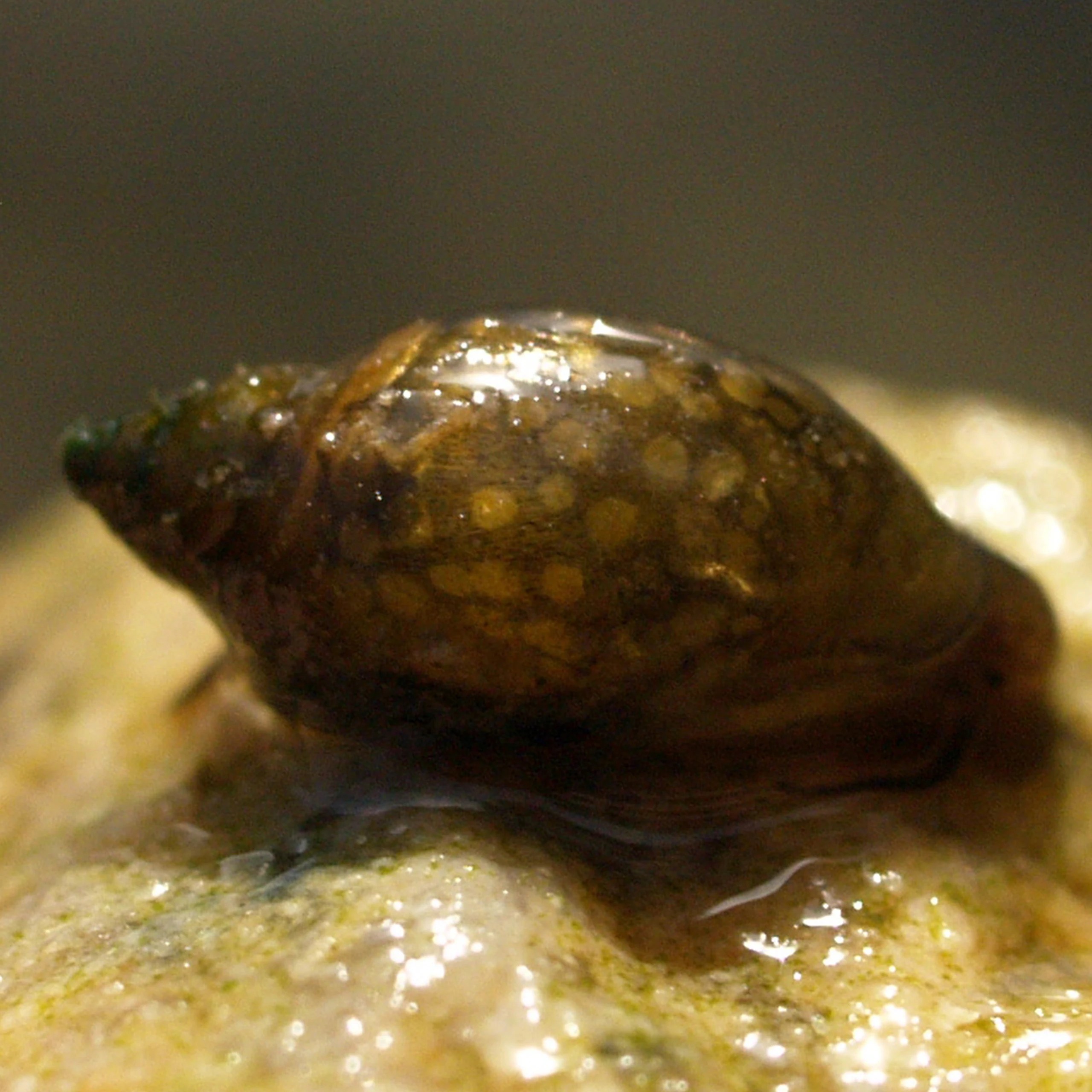 Bladder Snails Revealed