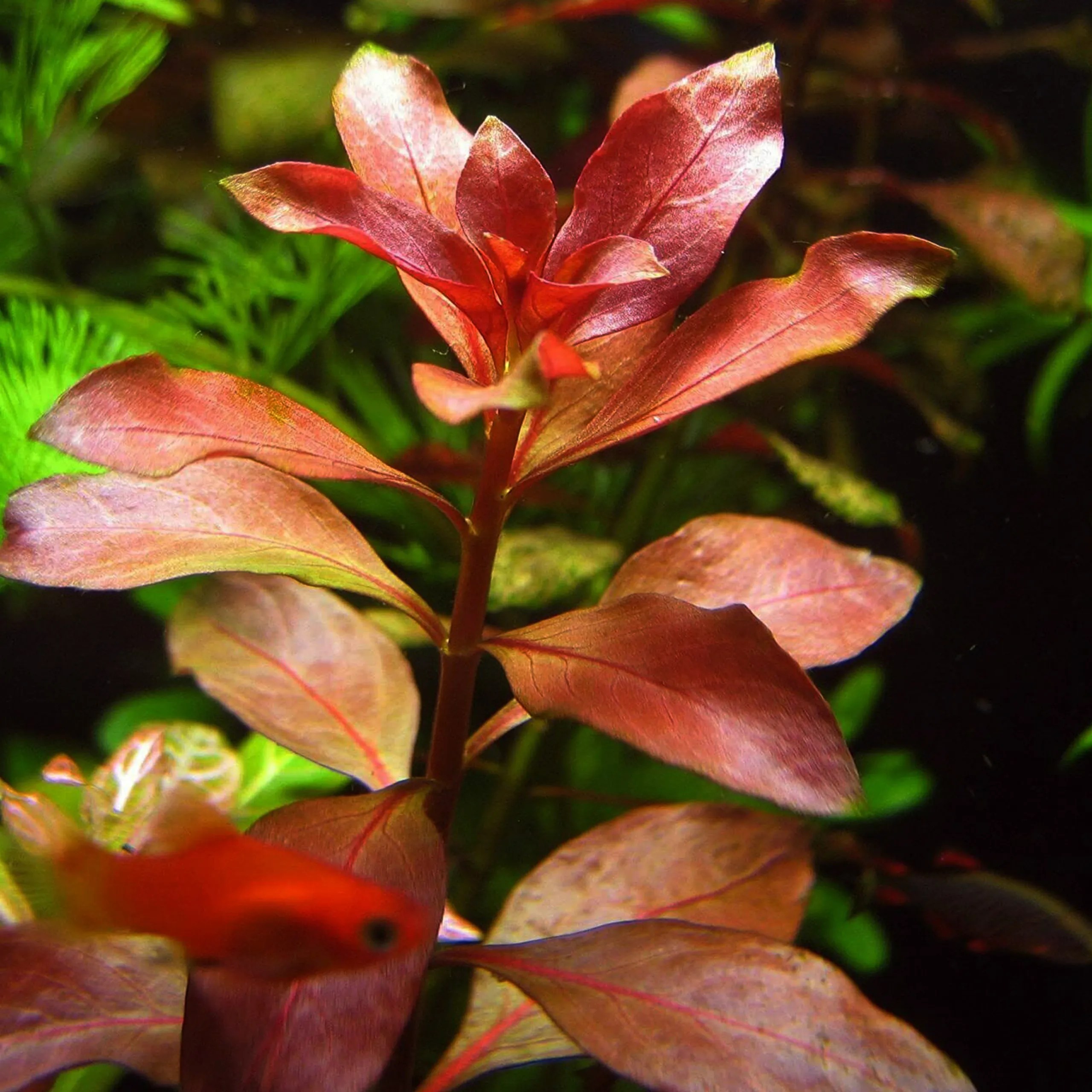 Aquascaping with Aquarium Plants Master Background, Midground