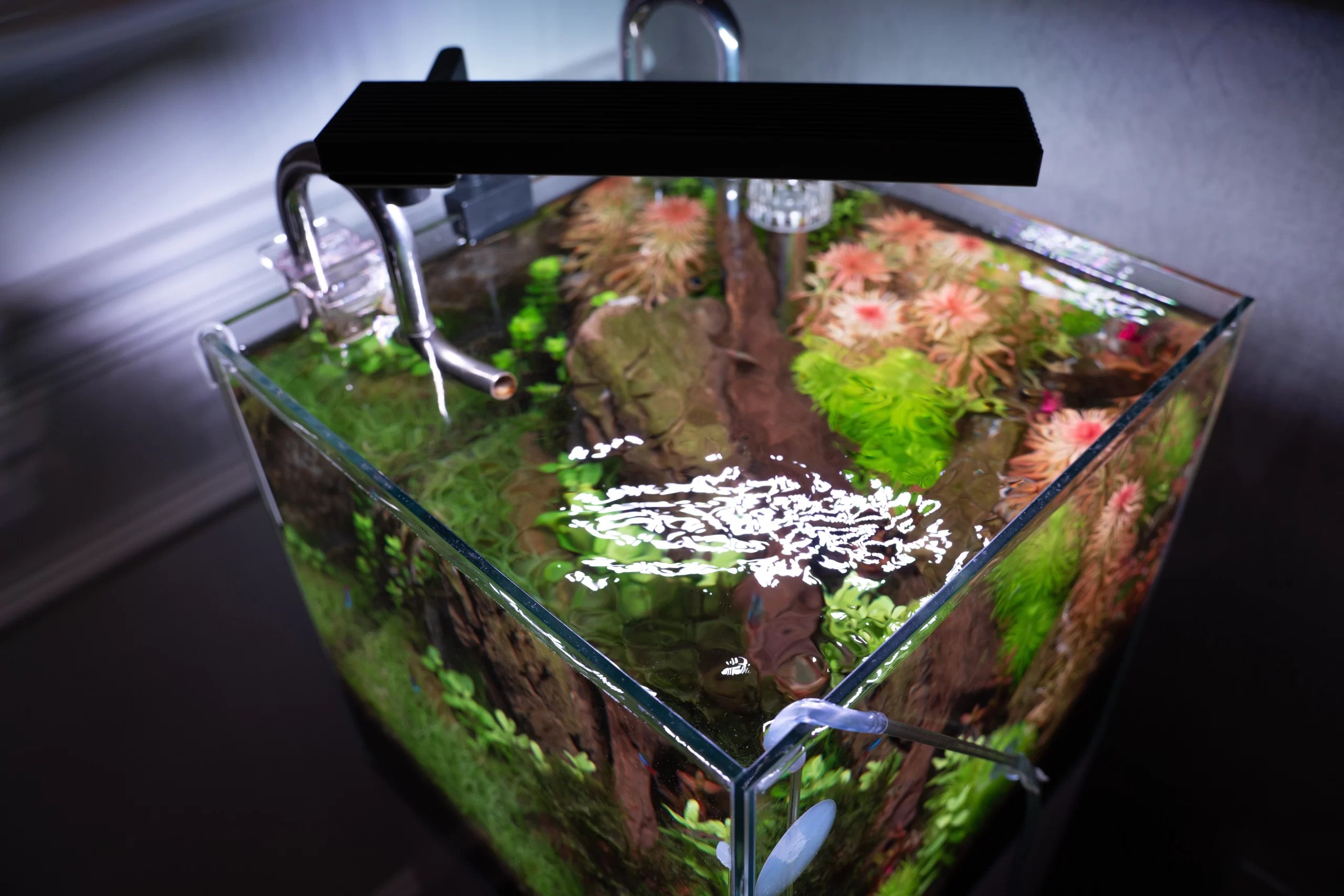 The Magic of Cycling Your Fish Tank