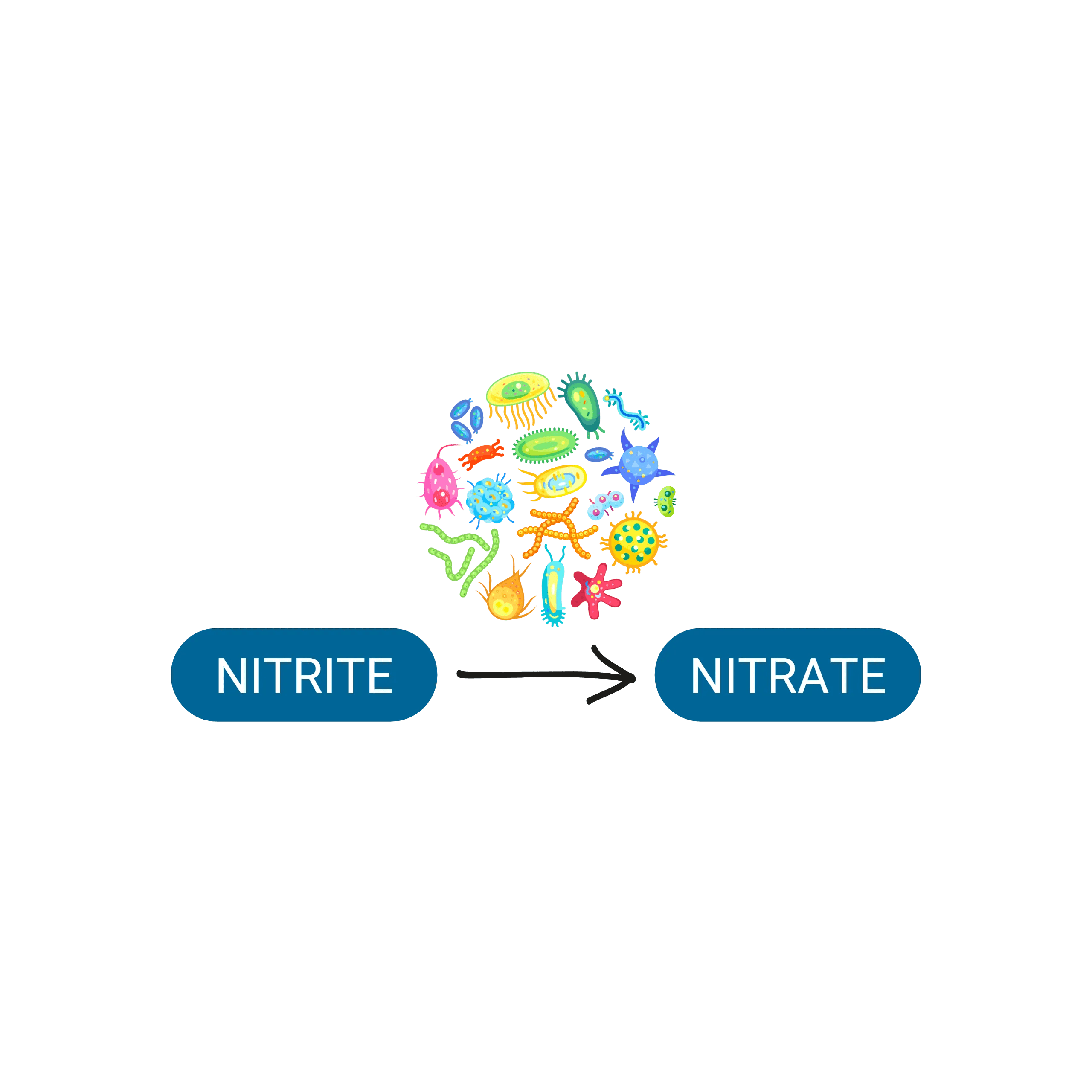 Aquarium Filtration Explained The Science Behind Nitrites & Nitrates