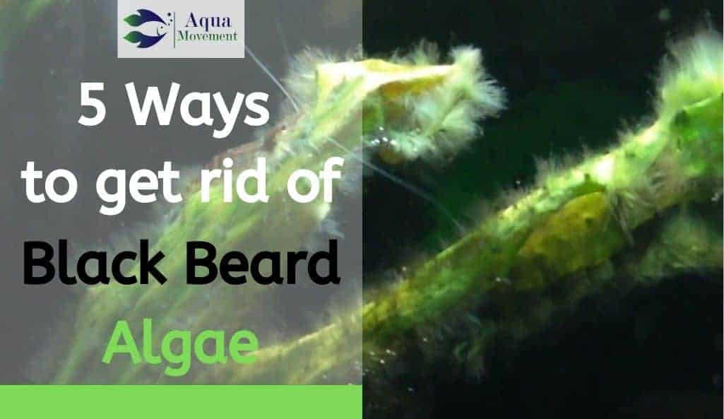 How To Get Rid Of Black Algae In Fish Tank