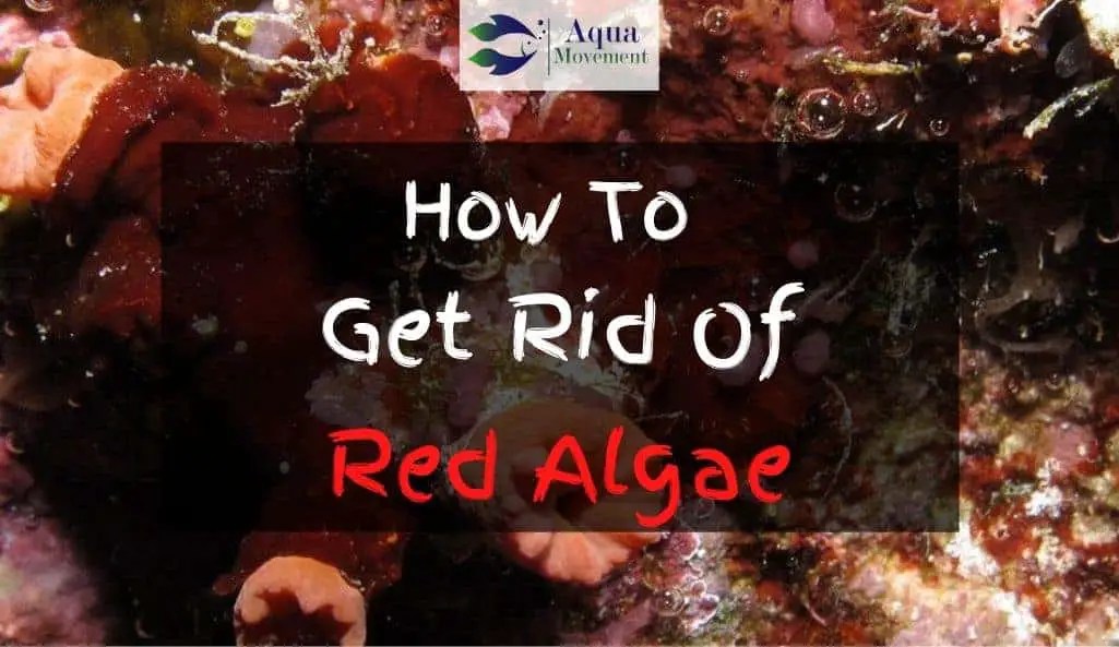 How To Get Rid Of Red Algae In Saltwater Tank Aqua Movement