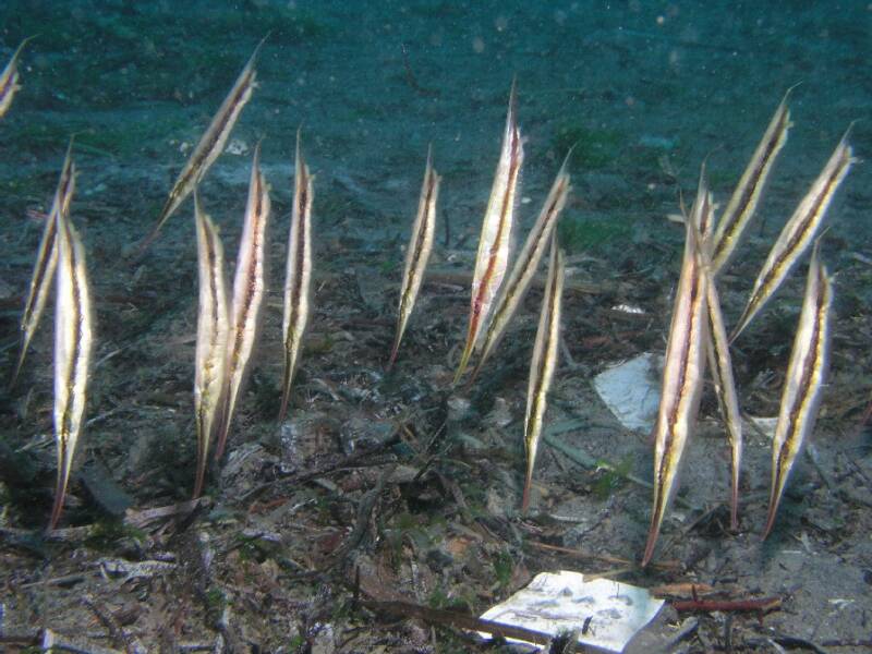 Into TheBlu, virtually Deep Sea News