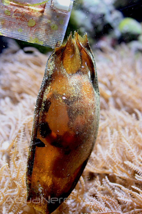 Picture of the Week, Banded Cat Shark Egg Purse AquaNerd
