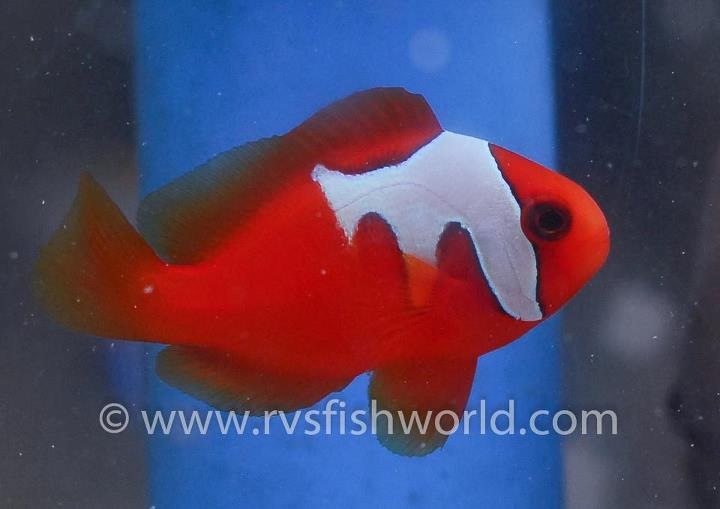 Phantom Tomato Clownfish AquaNerd