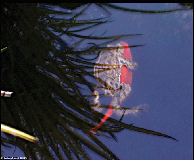 Frog Hops on Goldfish for a Ride Around the Pond AquaNerd