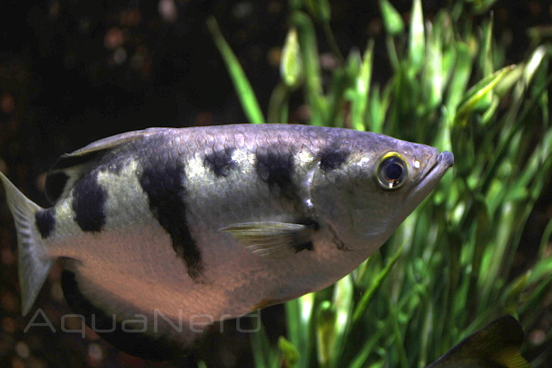 Picture of the Week, Archer Fish AquaNerd
