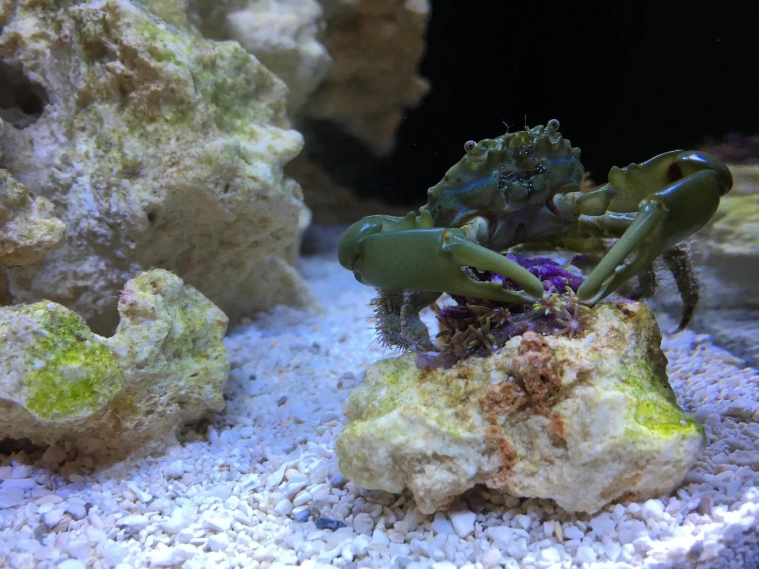The 13 Best Saltwater Algae Eaters for a CLEAN Aquarium Aquanswers