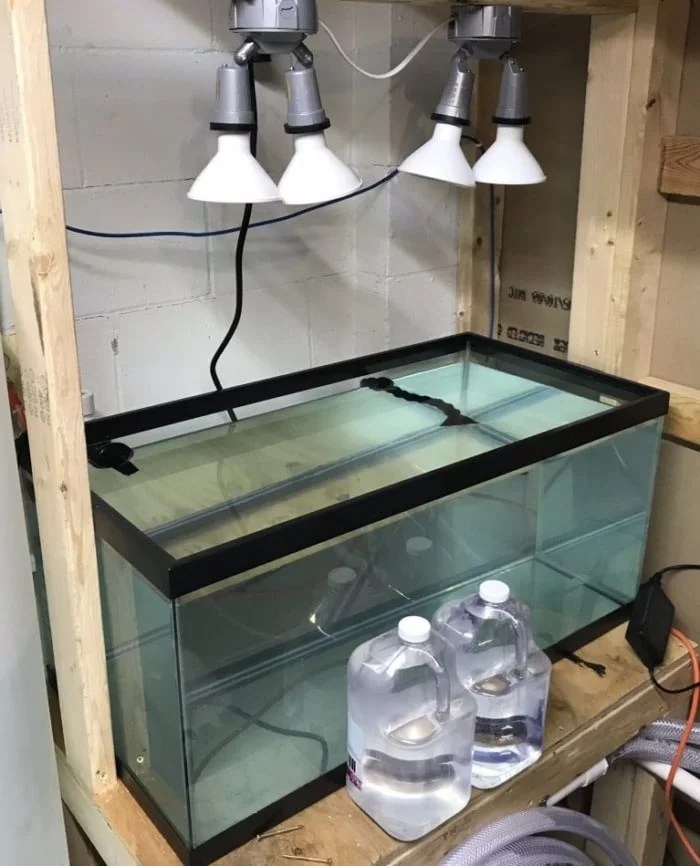 How to make saltwater for aquarium fish at home? Aquanswers