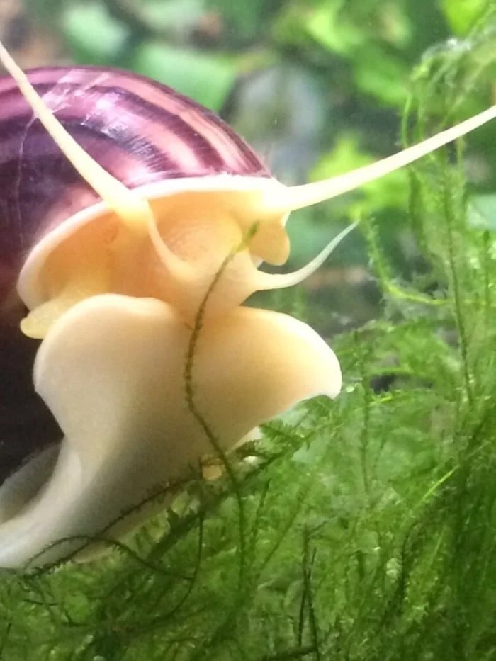 What Do Freshwater Aquarium Snails Eat? (+Tips) AquAnswers