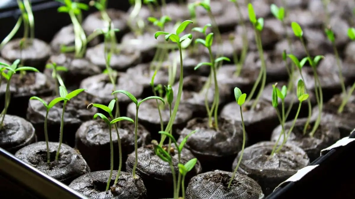 How To Use Rapid Rooter Plugs With Seeds