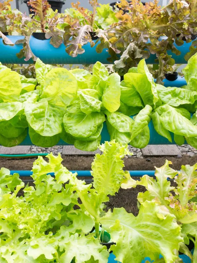 Best Plants To Grow In Aquaponics Aquaponics Advisor