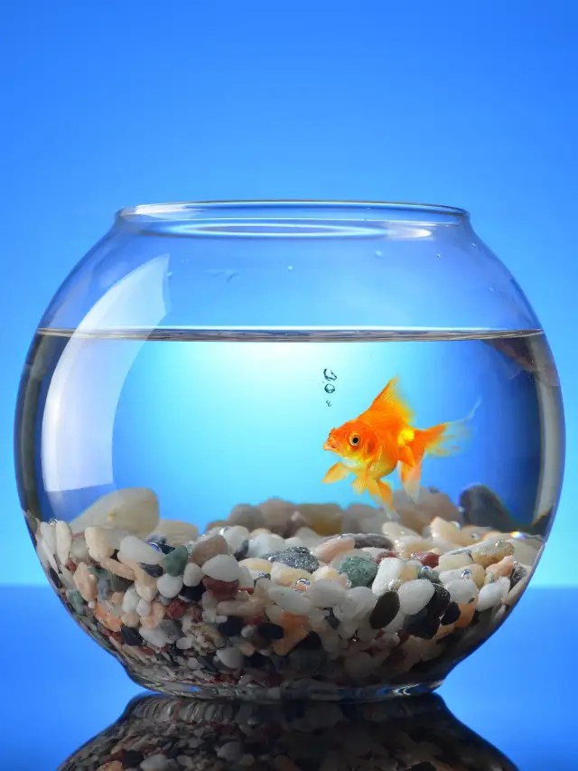 Is Very Hard Water Bad For Fish at Lindsey Marquis blog