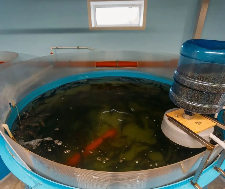 How Fast Do Fish Grow?