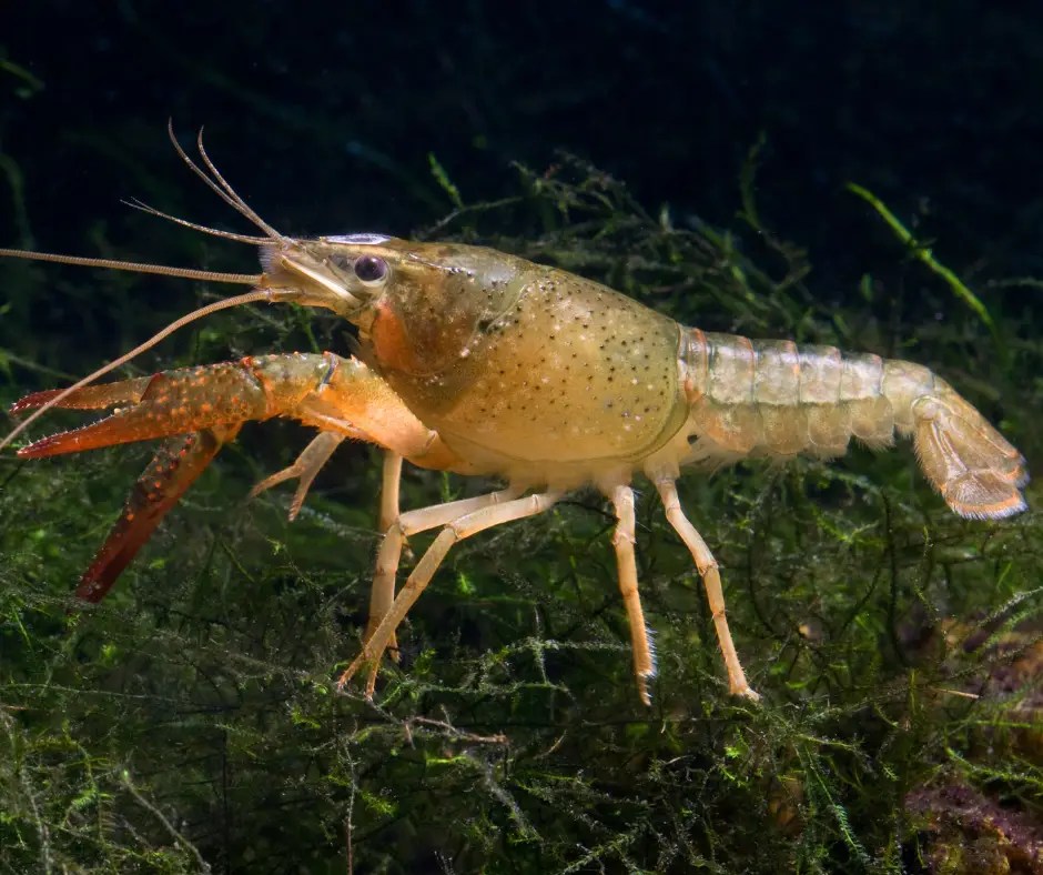 How To Raise Crawfish Indoors?