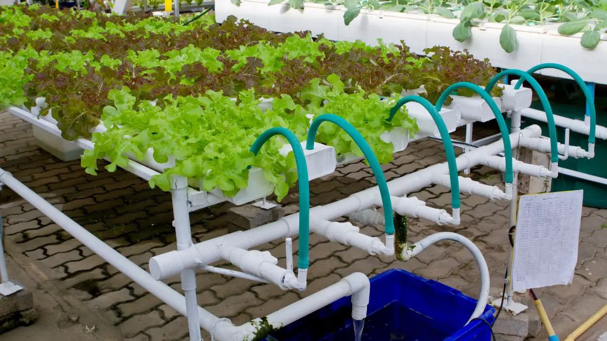 Top 6 Safe Plastic For Hydroponics