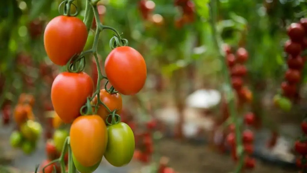 Aquaponics Why Are My Tomato Plants Not Flowering 7 Reasons Why! Aquaponics Advisor