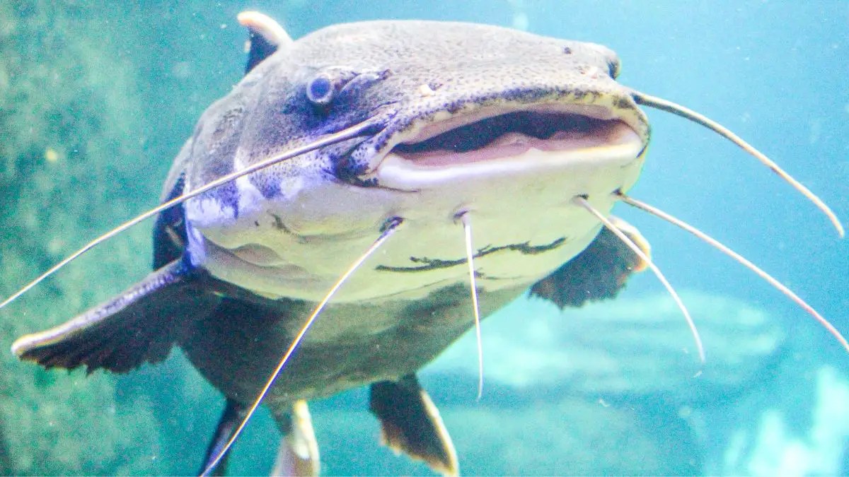 Red Tail Catfish Tank Size Requirements & Care Guide!