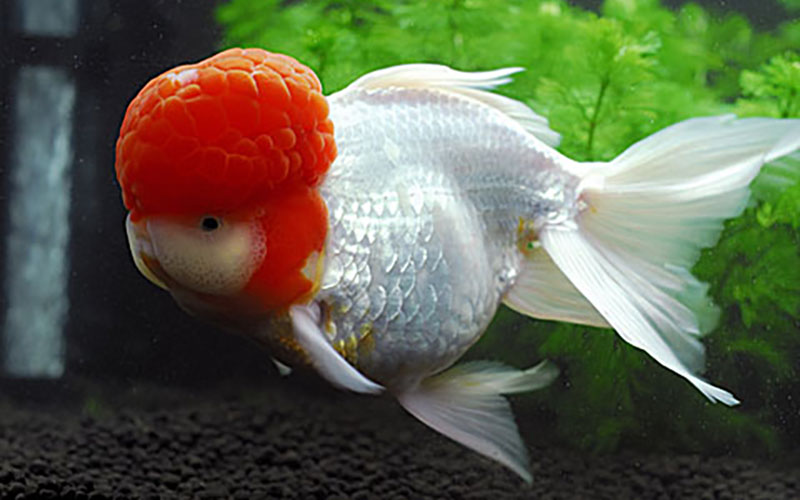 知って損なし金魚の種類20選│アクアリウム辞典