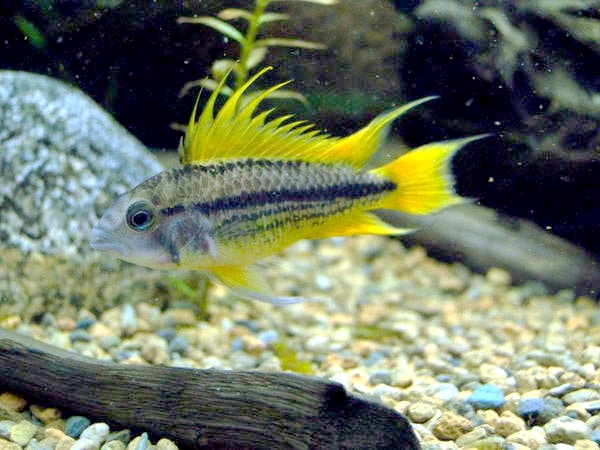 Buntbarsche und Garnelen AquariumFischePflanzen.de