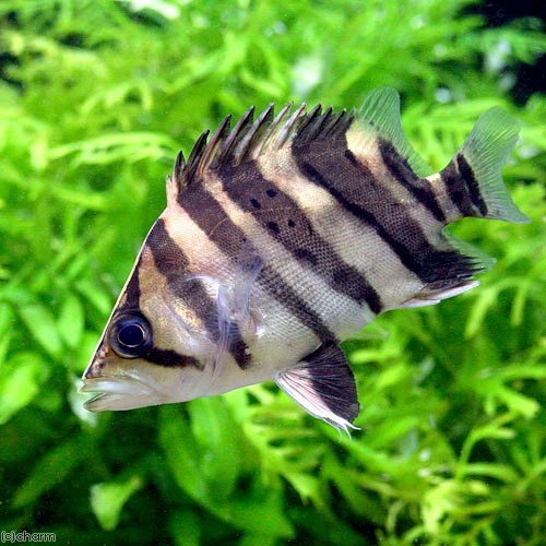 ダトニオの飼育方法：適した水槽の大きさは？餌は何を食べる