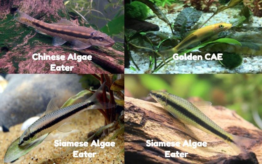 Chinese Algae Eater Vs Siamese Algae Eater Aquarium Advice South Africa