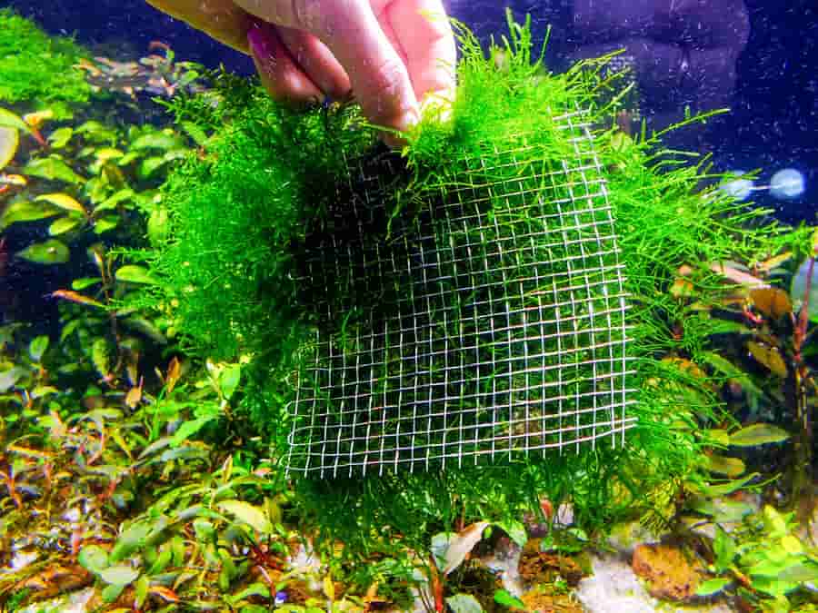 Java Moss Care Guide Planting, Growing, and Propagation Shrimp and