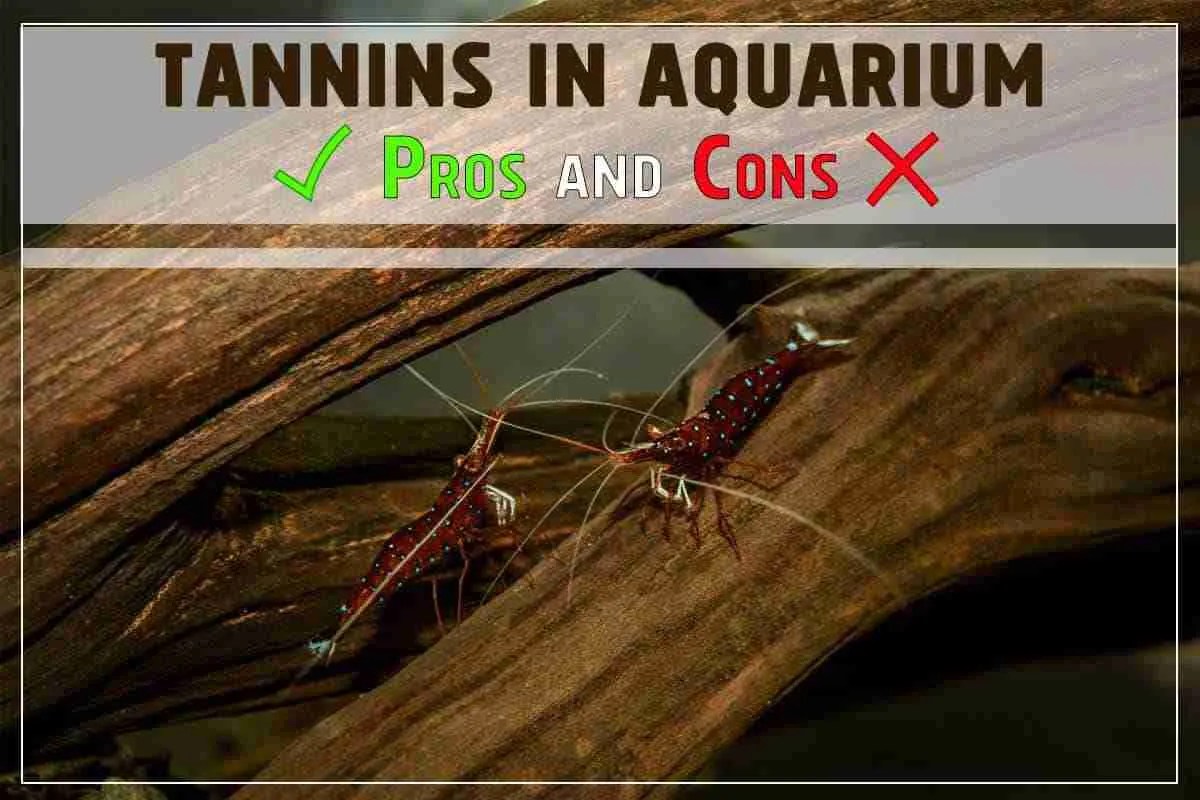 How Tannins Affect Aquarium. Pros and Cons. Shrimp and