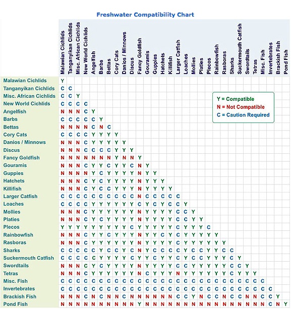 Freshwater Fish Compatibility Chart Aquarium Connection