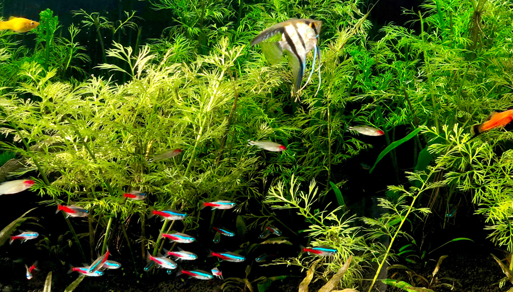 Setting Up The Ultimate 50125 Gallon Freshwater Aquarium Aquarium