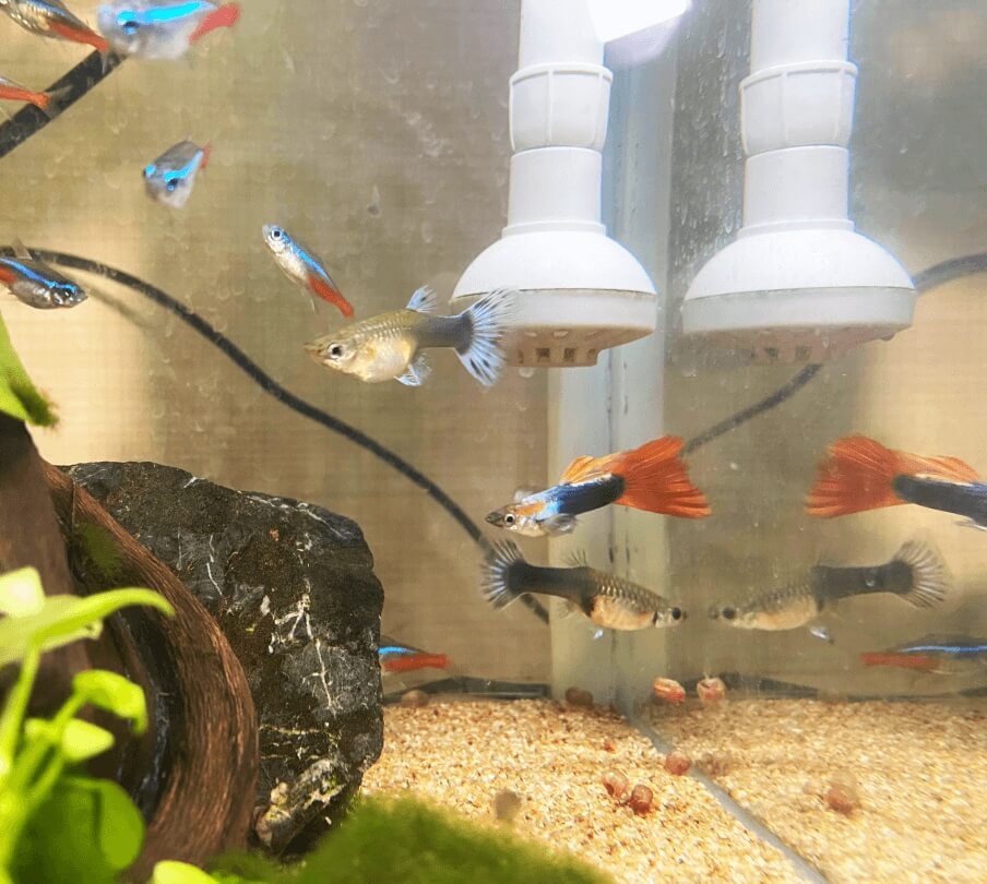 Do Fish Need to be Fed Every Day? Aqua Global