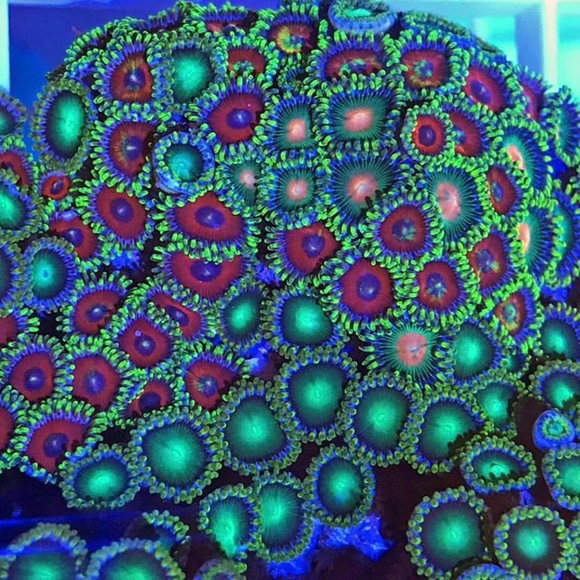 Watermelon Zoanthid for sale