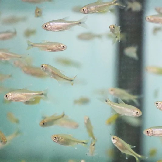 Livebearer Fish Aquarium Fish Depot Order Fish Online