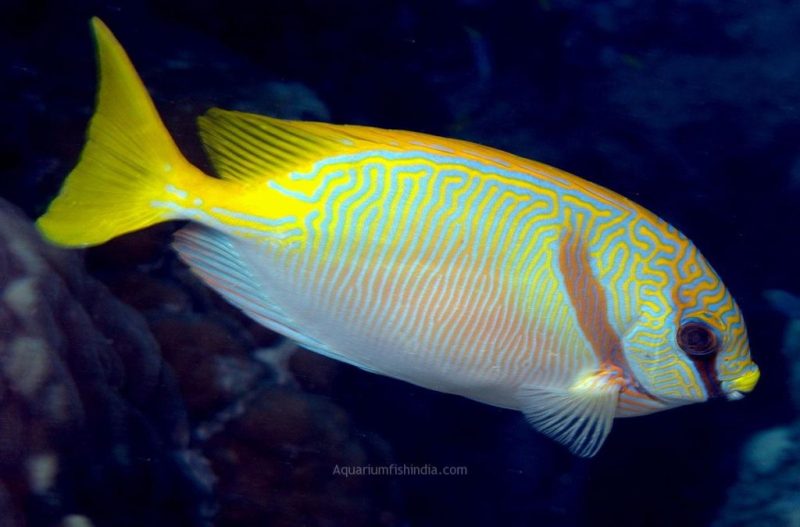 Imported Marine Aquarium Order Fish Online Goldlined Rabbitfish