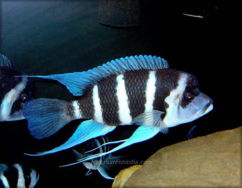 Frontosa Cichlid