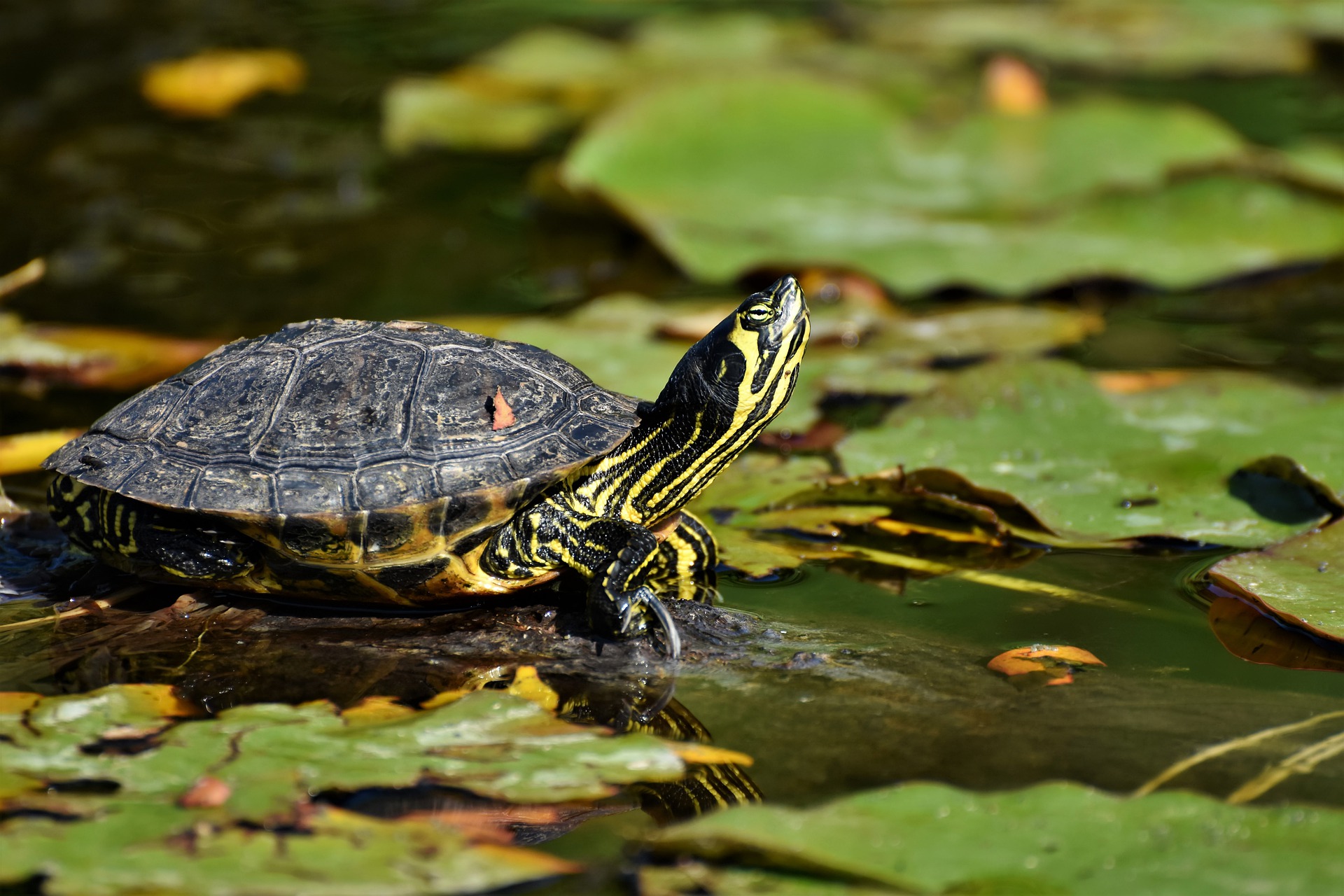 Do Turtles Get Lonely or Bored? Aquarium Fish Mag