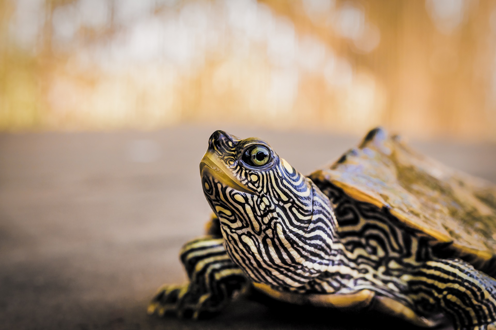 Do Turtles Get Cold? Aquarium Fish Mag