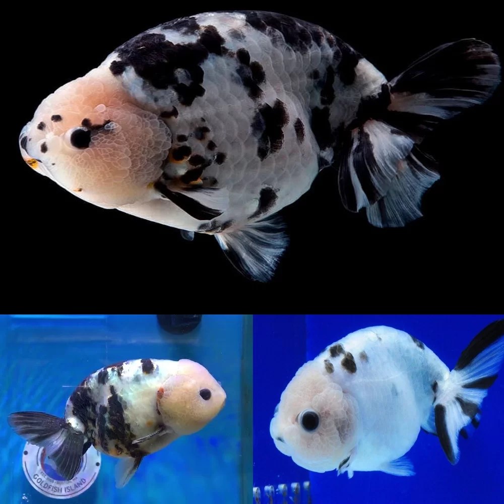 Goldfish Panda Ranchu (Carassius auratus) 5cm Aquarium Central