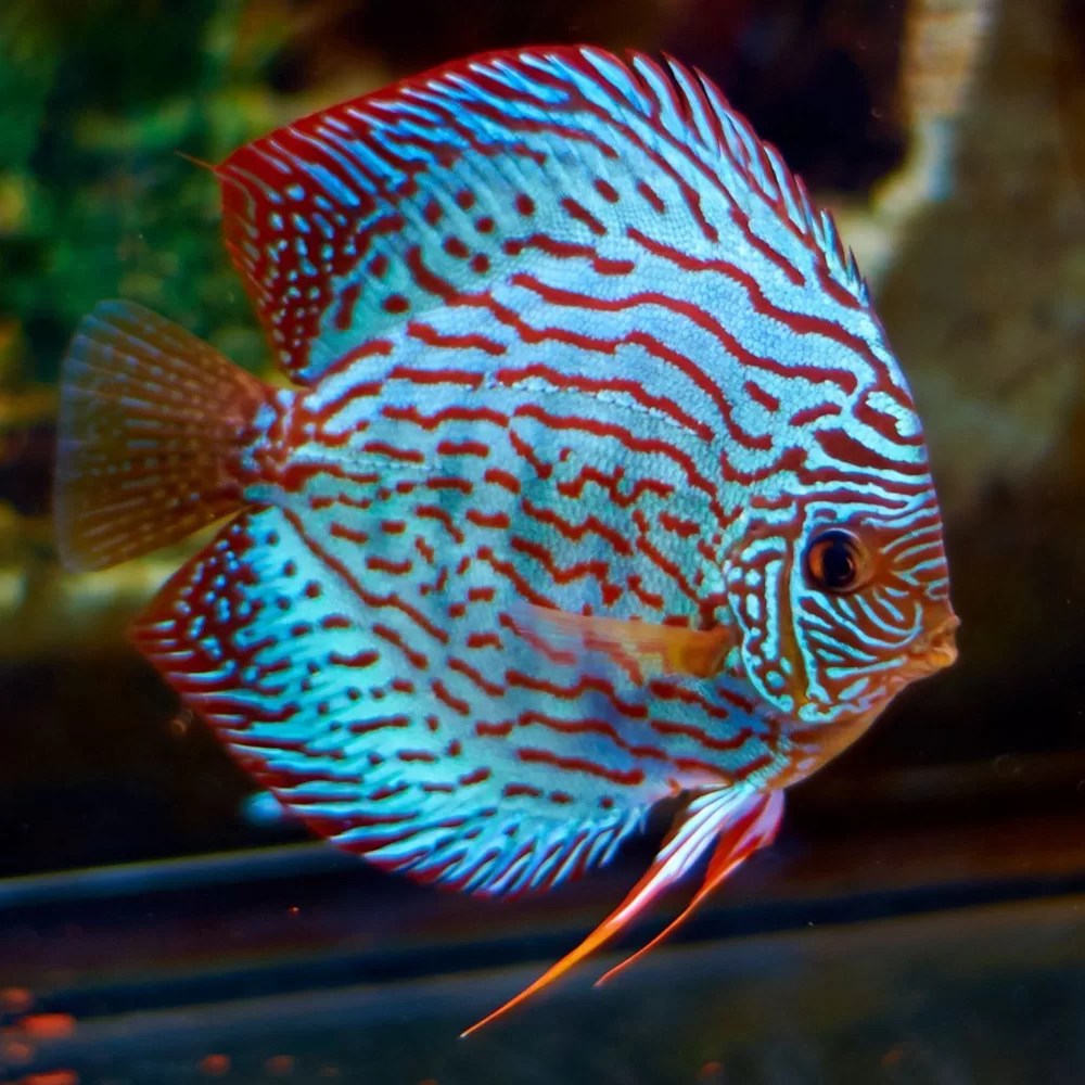 Aquarium Central Discus Red Rose Discus(San Merah) (Symphysodon sp