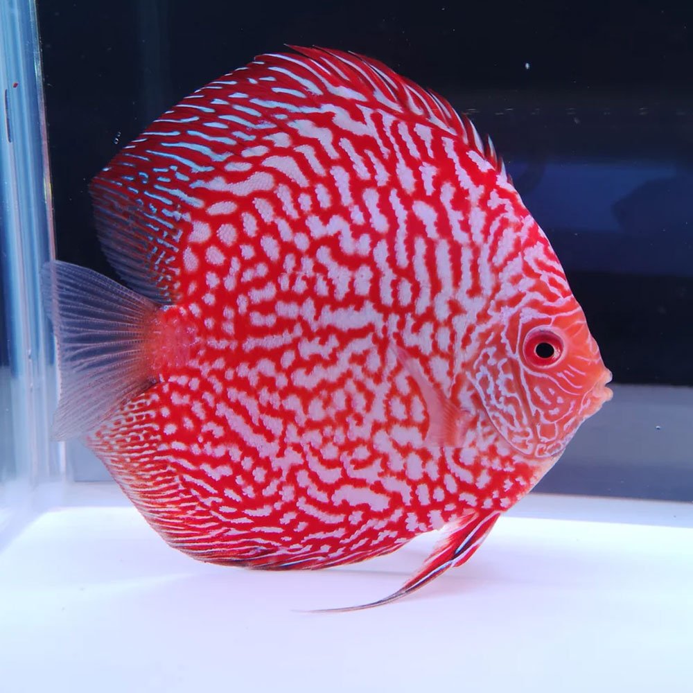 Aquarium Central Discus Full Yellow Discus (Symphysodon sp.) 1215cm