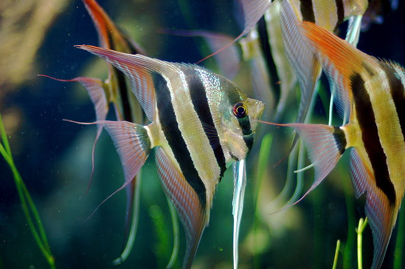 Angelfish Aquarium Fish Paradise Adelaide SA