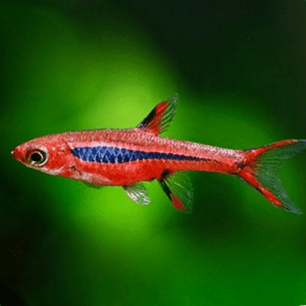 The Best Fish For Nano Tanks Aquarium Fish Source