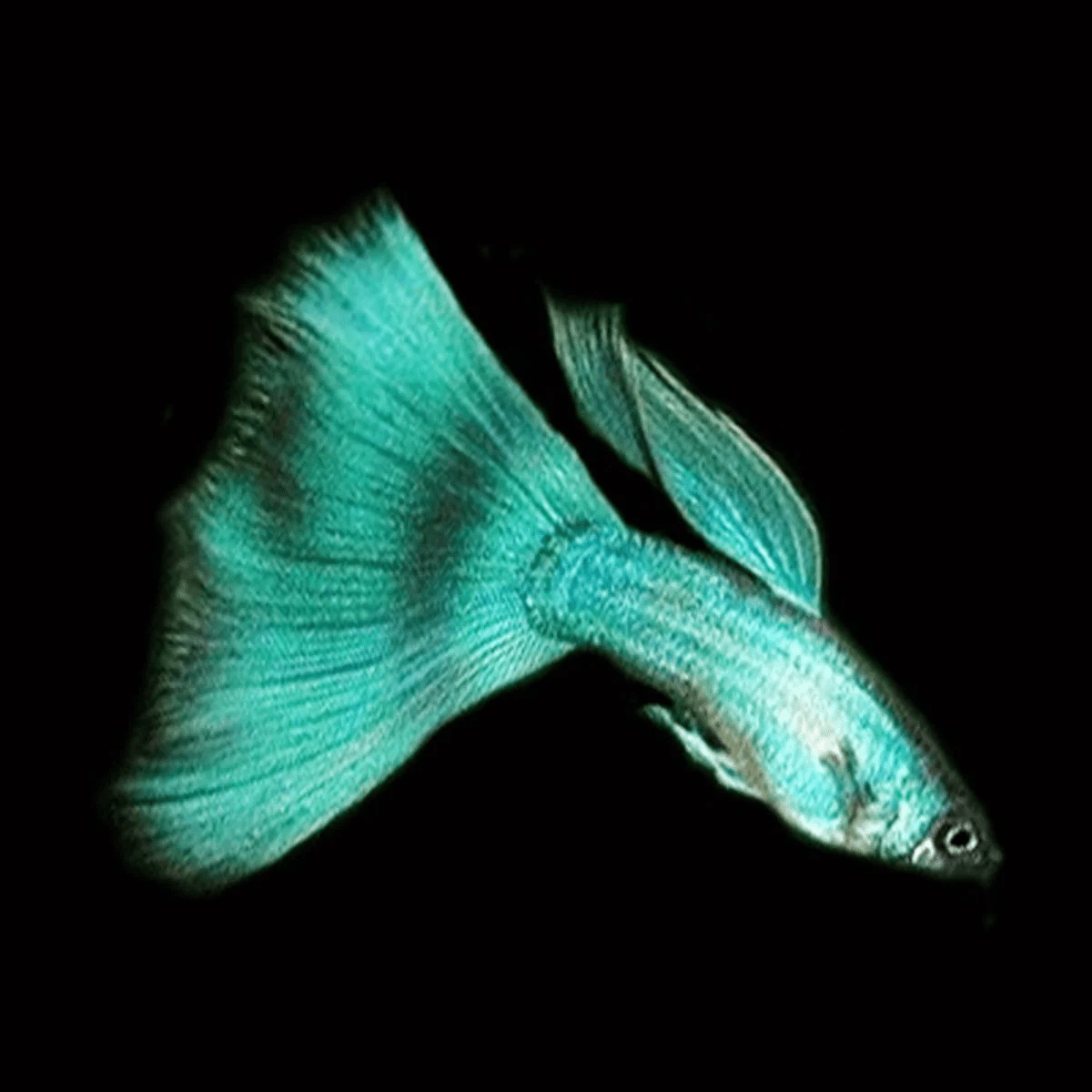 Will Guppies Eat Their Fry? Aquarium Fish Source