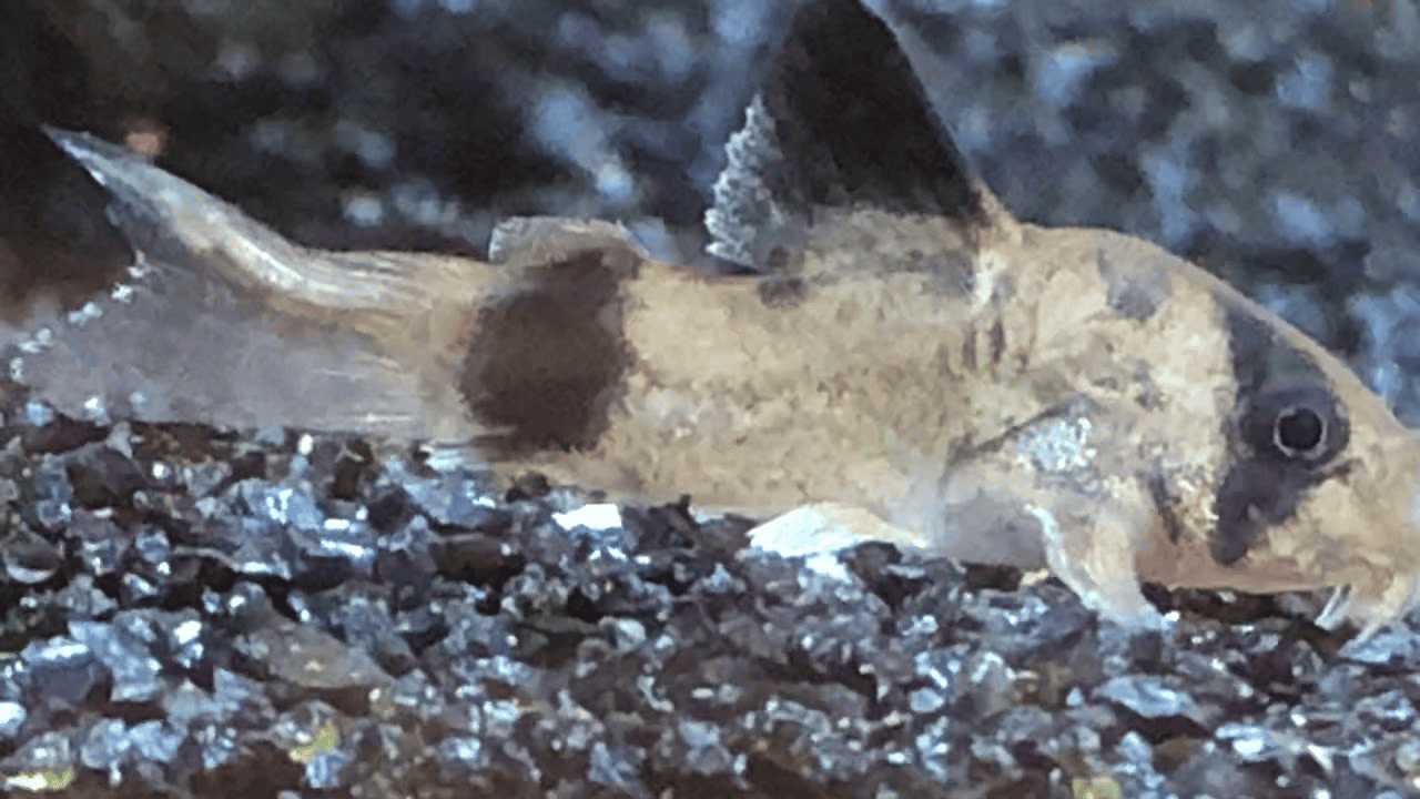 Cory (corydoras) Catfish Diseases The Complete Guide On Identifying