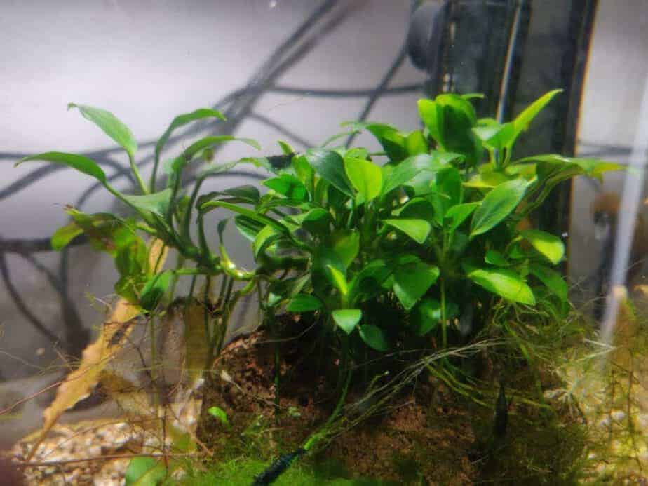Can Aquarium Plants Grow in Cold Water? The Simple Answer Aquarium Genius