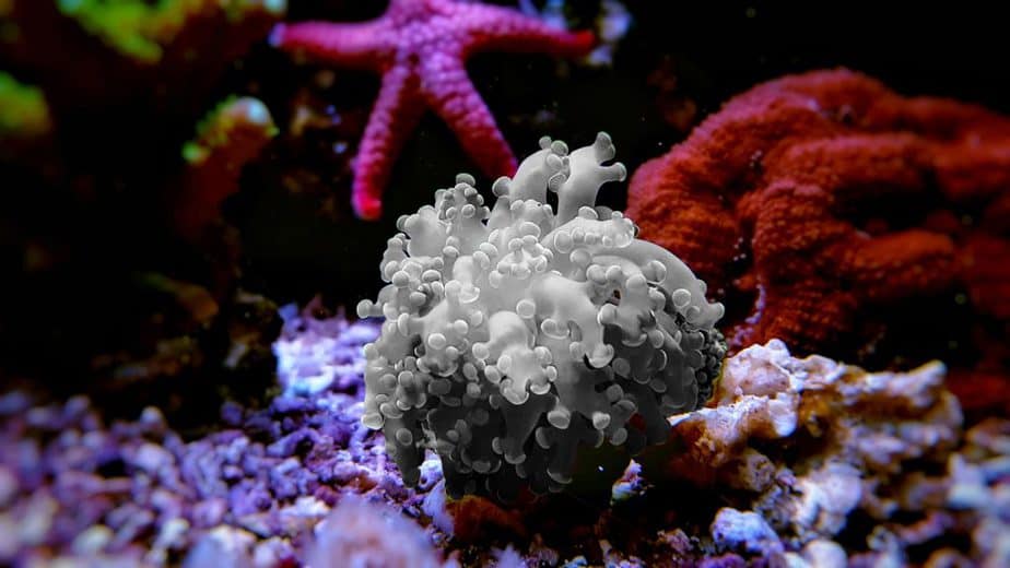 Coral Bleaching in a Reef Tank The Causes and What To Do Aquarium Genius