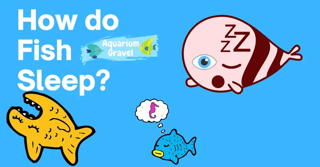 How do Fish Sleep? Are they really that weird? AG