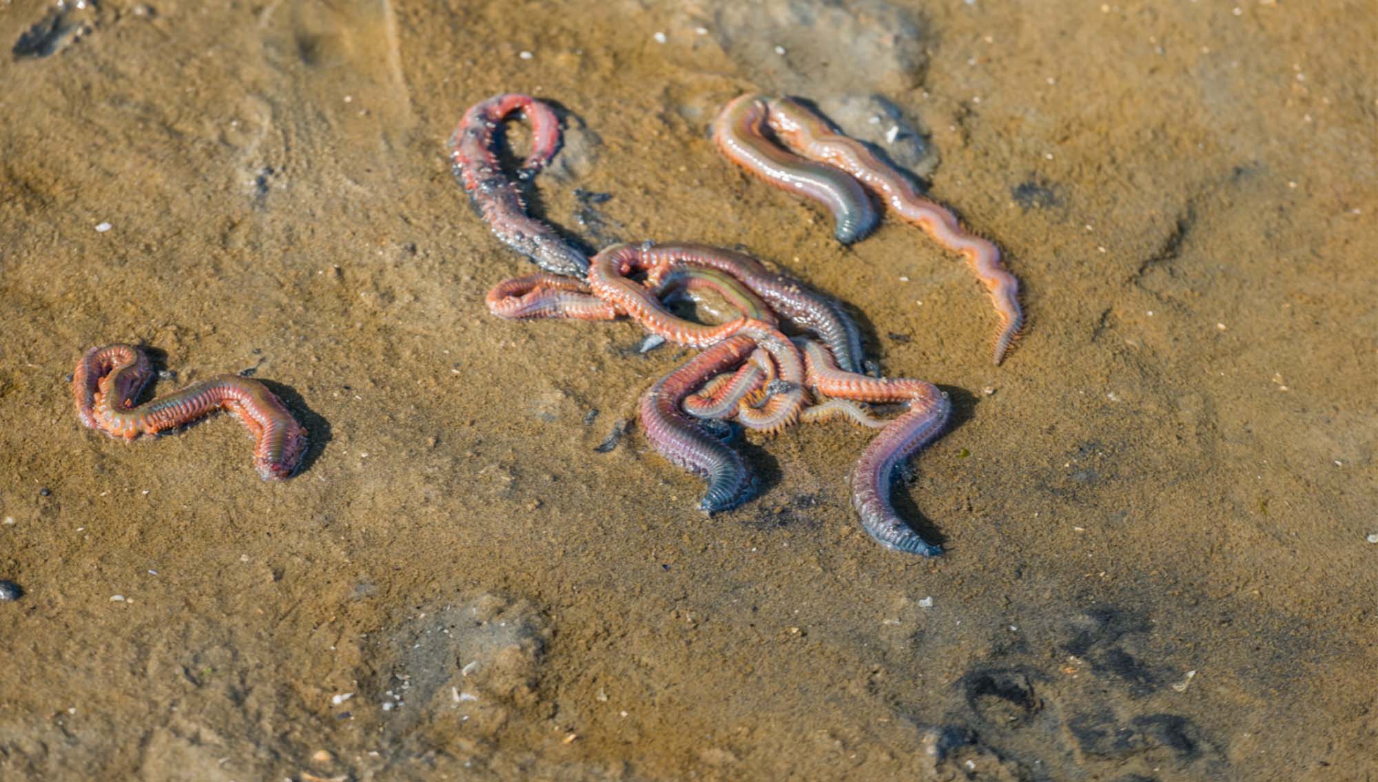 Red Worms In Fish Tank (best 8 Types Of Worms Information)