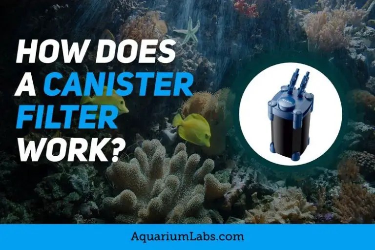 How Does a Canister Filter Work? Aquarium Labs