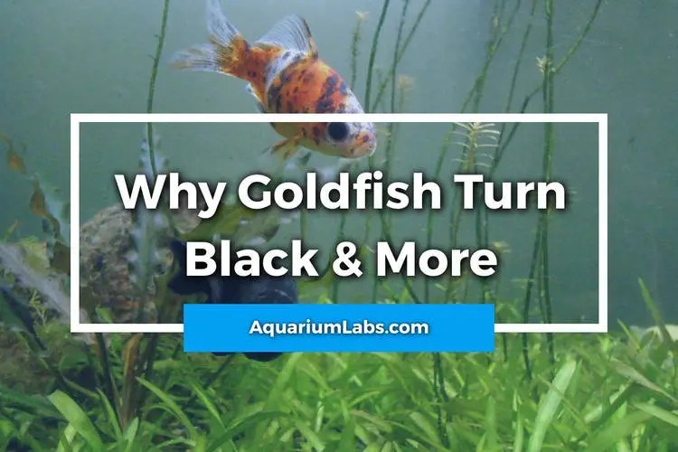 Why Is My Goldfish Turning Black? [What It Means and How You Can Cure